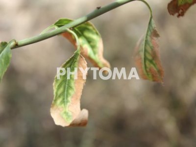 Xylella fastidiosa